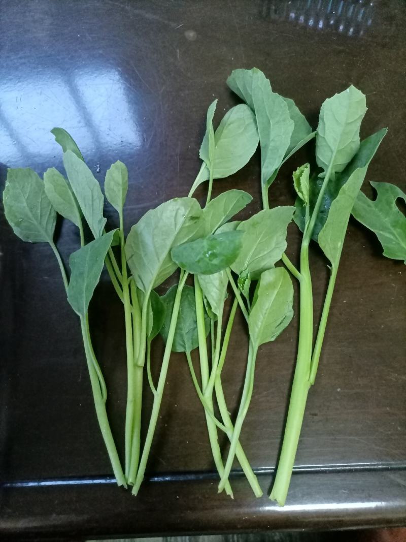 江西南昌常年供应芥兰苗