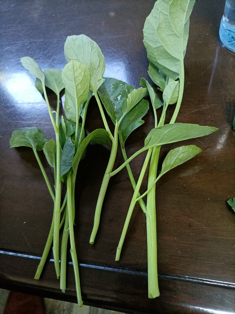 江西南昌常年供应芥兰苗
