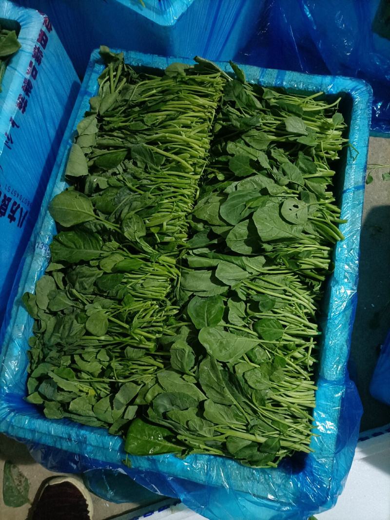 江西南昌常年供应芥兰苗