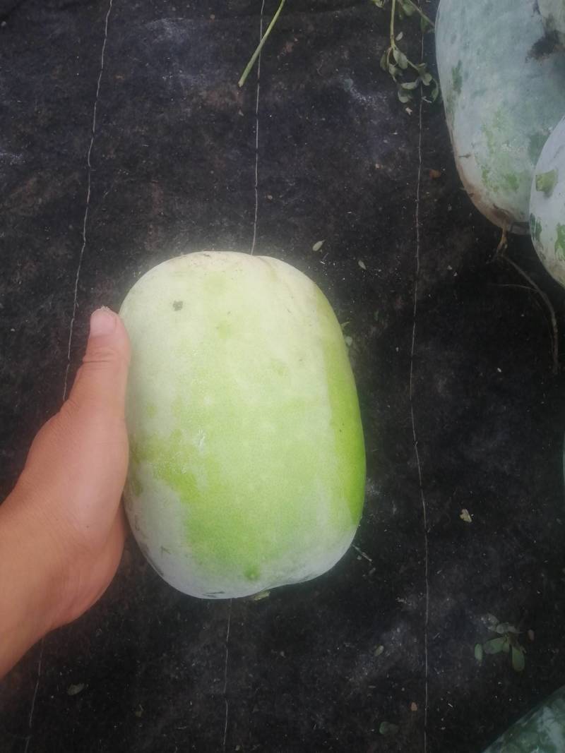 精品东瓜，基地一手货源，高中低档一应俱全