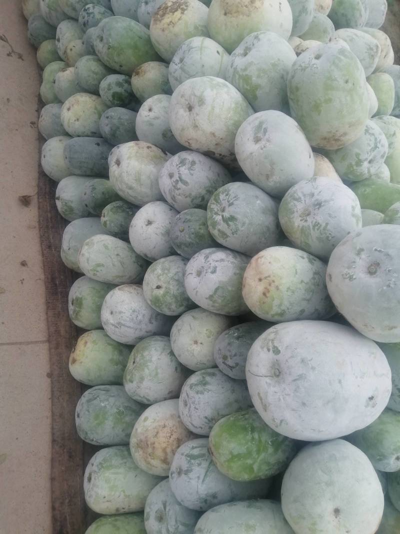 精品东瓜，基地一手货源，高中低档一应俱全