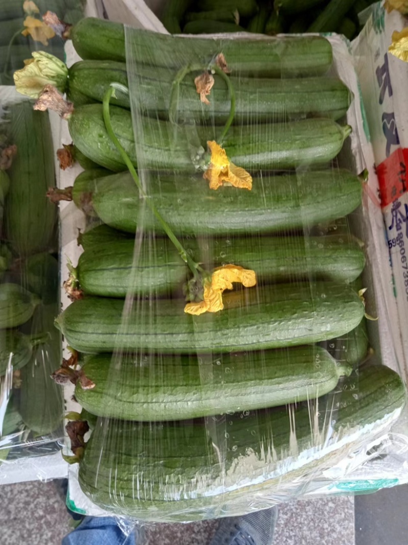 本地短丝瓜，肉丝瓜大量供应