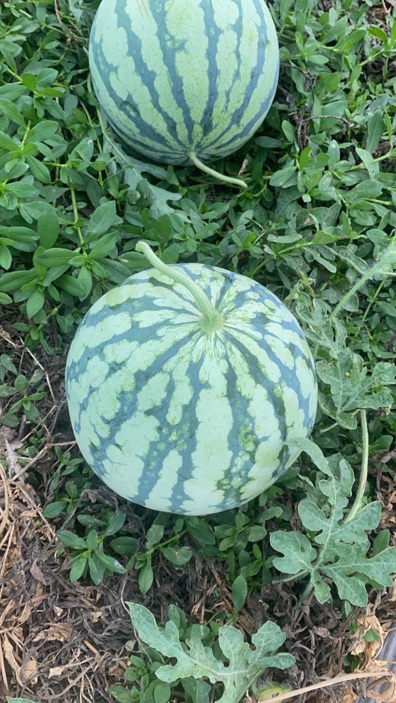 精品二茬美都