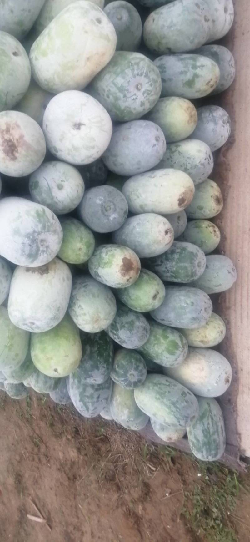 精品东瓜，基地一手货源，高中低档一应俱全