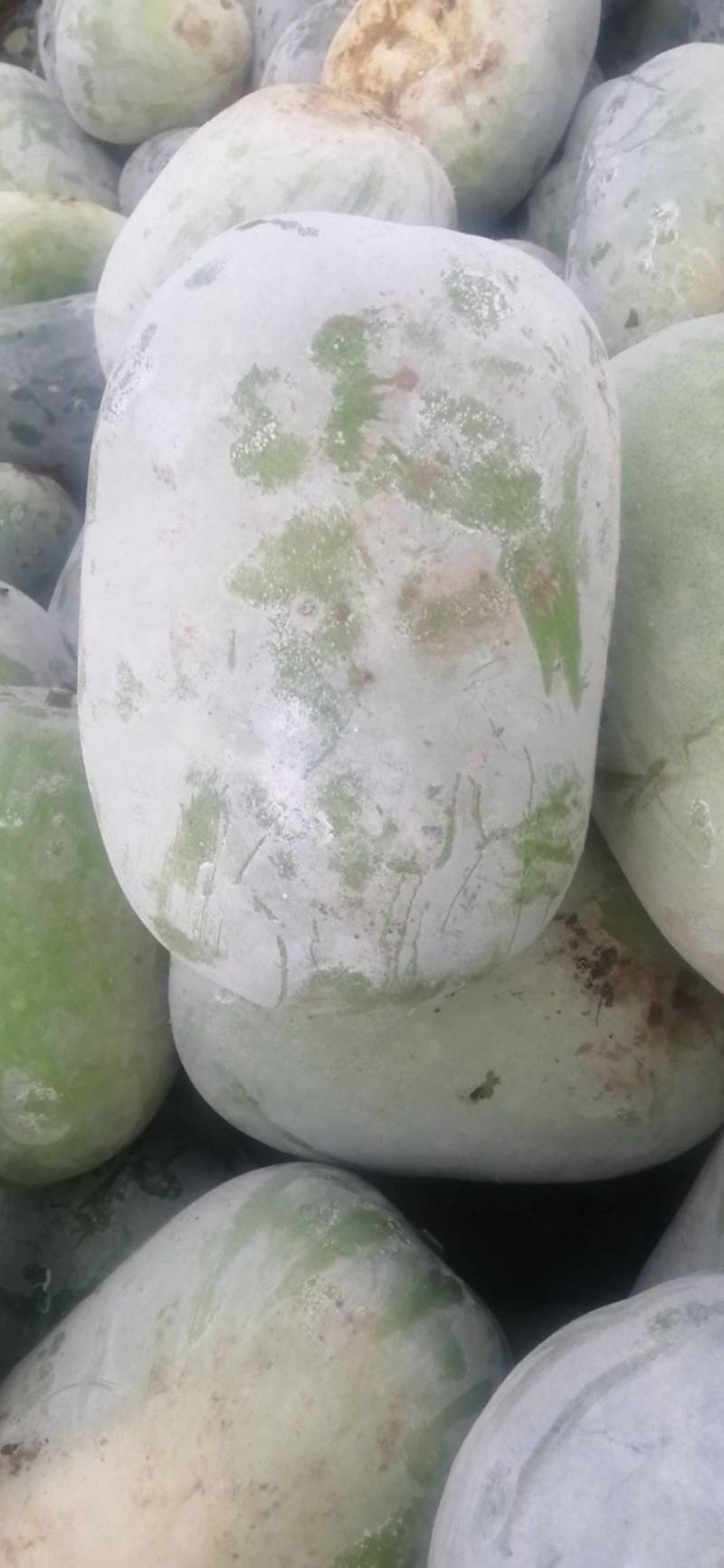 精品东瓜，基地一手货源，高中低档一应俱全