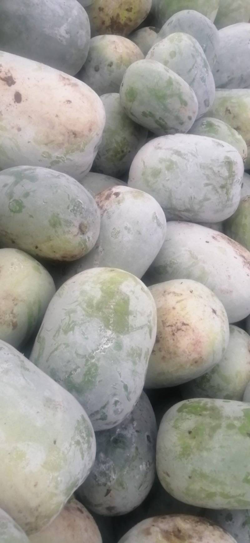 精品东瓜，基地一手货源，高中低档一应俱全