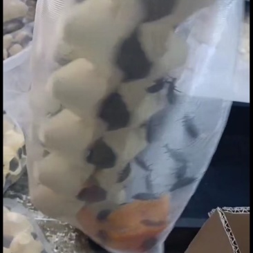 大蛋白虫