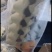 大蛋白虫