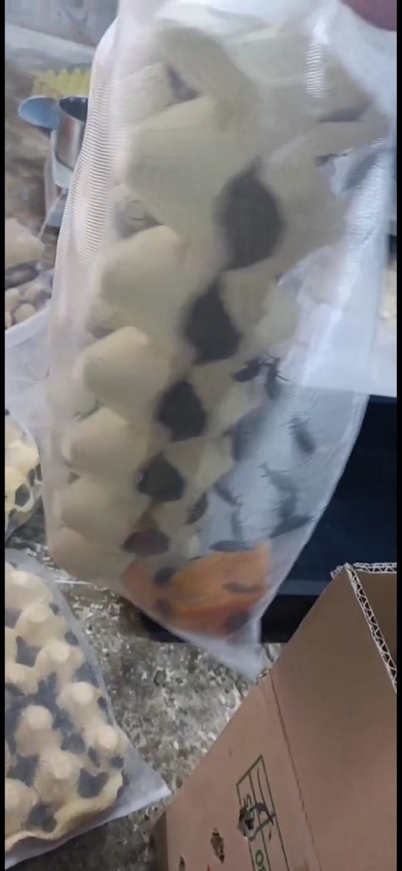 大蛋白虫