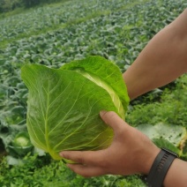 贵州高原大型基地大量供应圆包菜