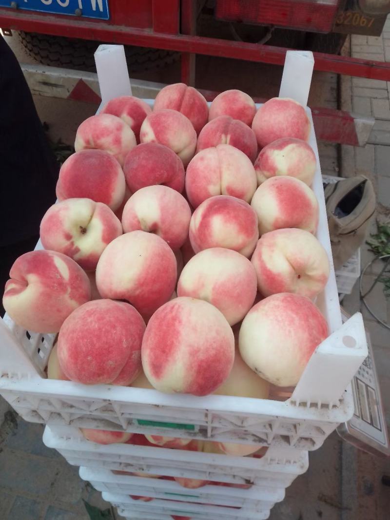 河北省，早十四，长期有货，口感好，能掰开，