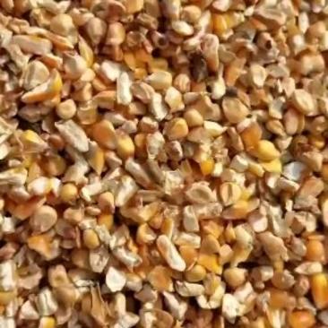 碎玉米无土沙无霉变厂家直供保质量长期供应不断货