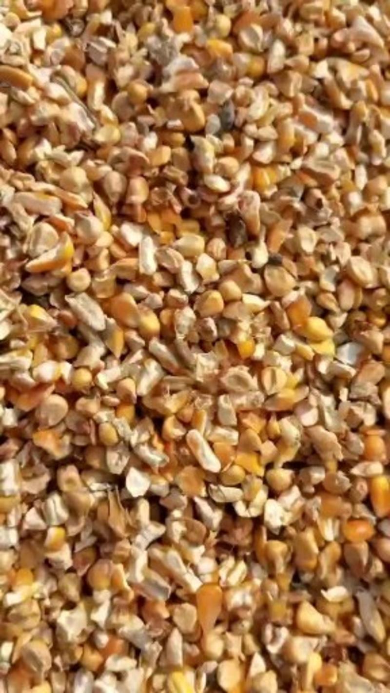 碎玉米无土沙无霉变厂家直供保质量长期供应不断货