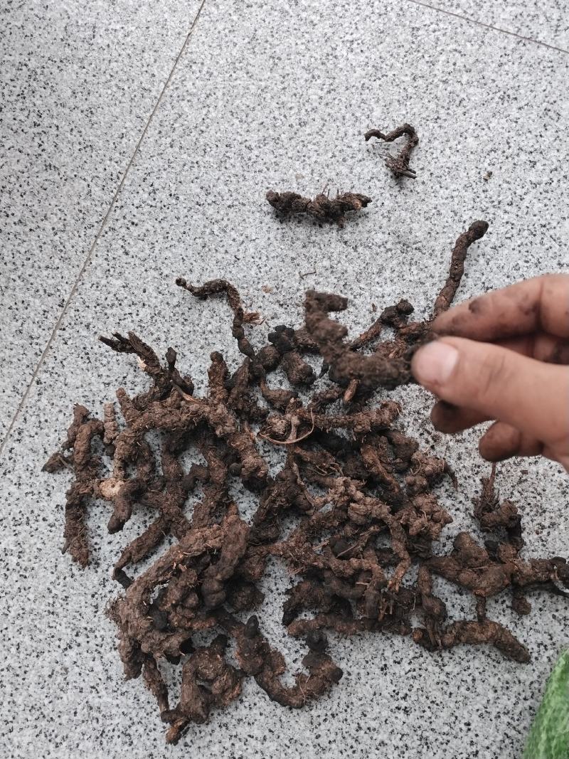野生高山北苍术含量高
