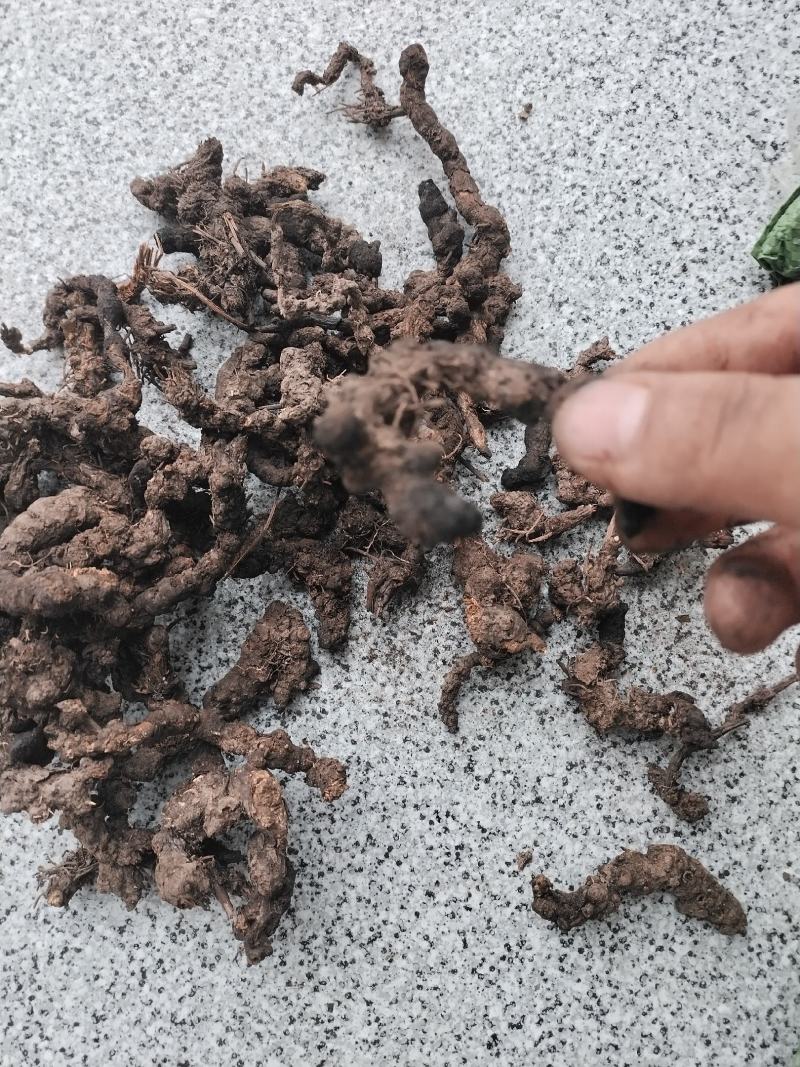 野生高山北苍术含量高