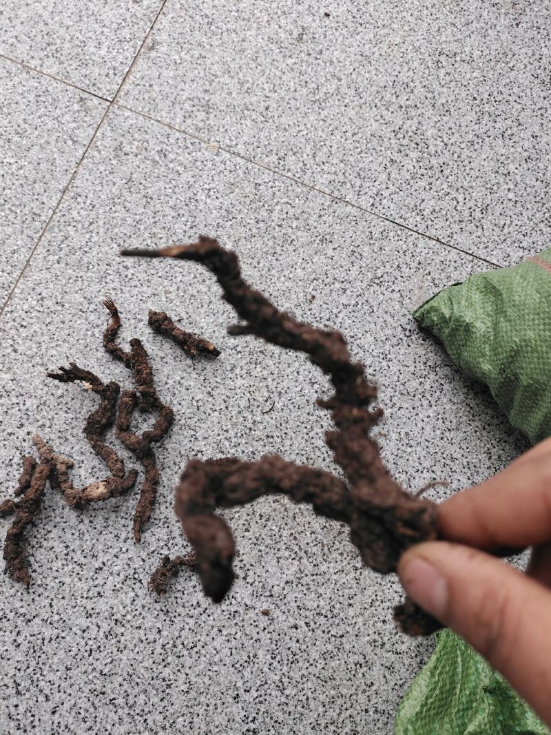 野生高山北苍术含量高