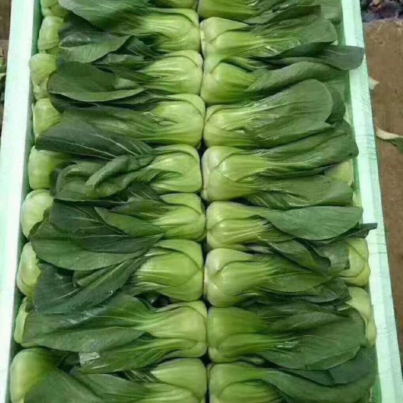 上海青（来自云南高原上的小菜）