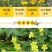 委陵菜花种子委菱菜籽