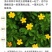 委陵菜花种子委菱菜籽