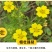 委陵菜花种子委菱菜籽