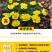 委陵菜花种子委菱菜籽
