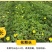 委陵菜花种子委菱菜籽