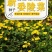 委陵菜花种子委菱菜籽