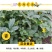 委陵菜花种子委菱菜籽