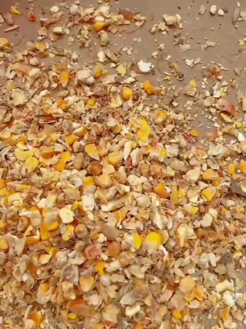 碎玉米7-8个粮适口性好易消化质量保证厂家直销