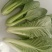 山东油菜精品上海青大量上市产地直发量大从优，规格齐全