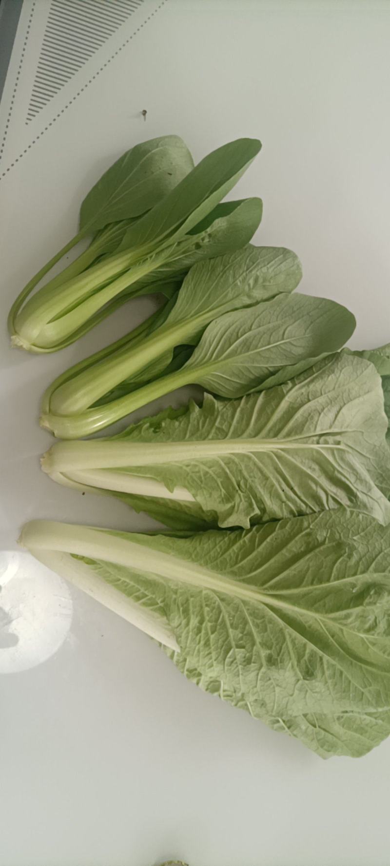 山东油菜精品上海青大量上市产地直发量大从优，规格齐全