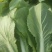 山东油菜精品上海青大量上市产地直发量大从优，规格齐全