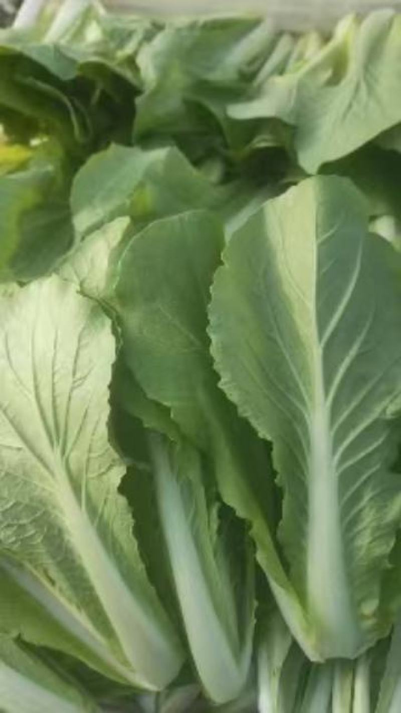 山东油菜精品上海青大量上市产地直发量大从优，规格齐全