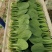 山东油菜精品上海青大量上市产地直发量大从优，规格齐全