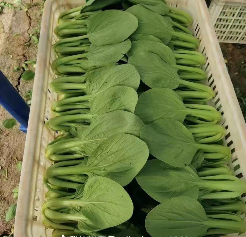 山东油菜精品上海青大量上市产地直发量大从优，规格齐全