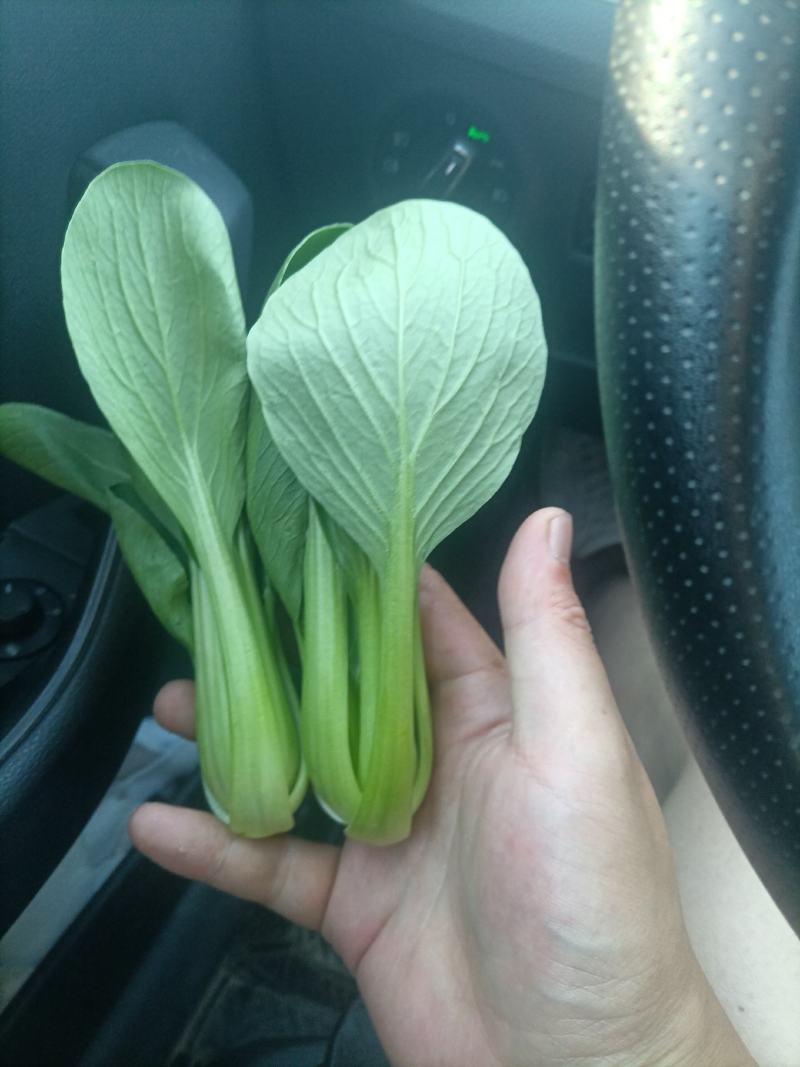 山东油菜精品上海青大量上市产地直发量大从优，规格齐全