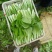山东油菜精品上海青大量上市产地直发量大从优，规格齐全