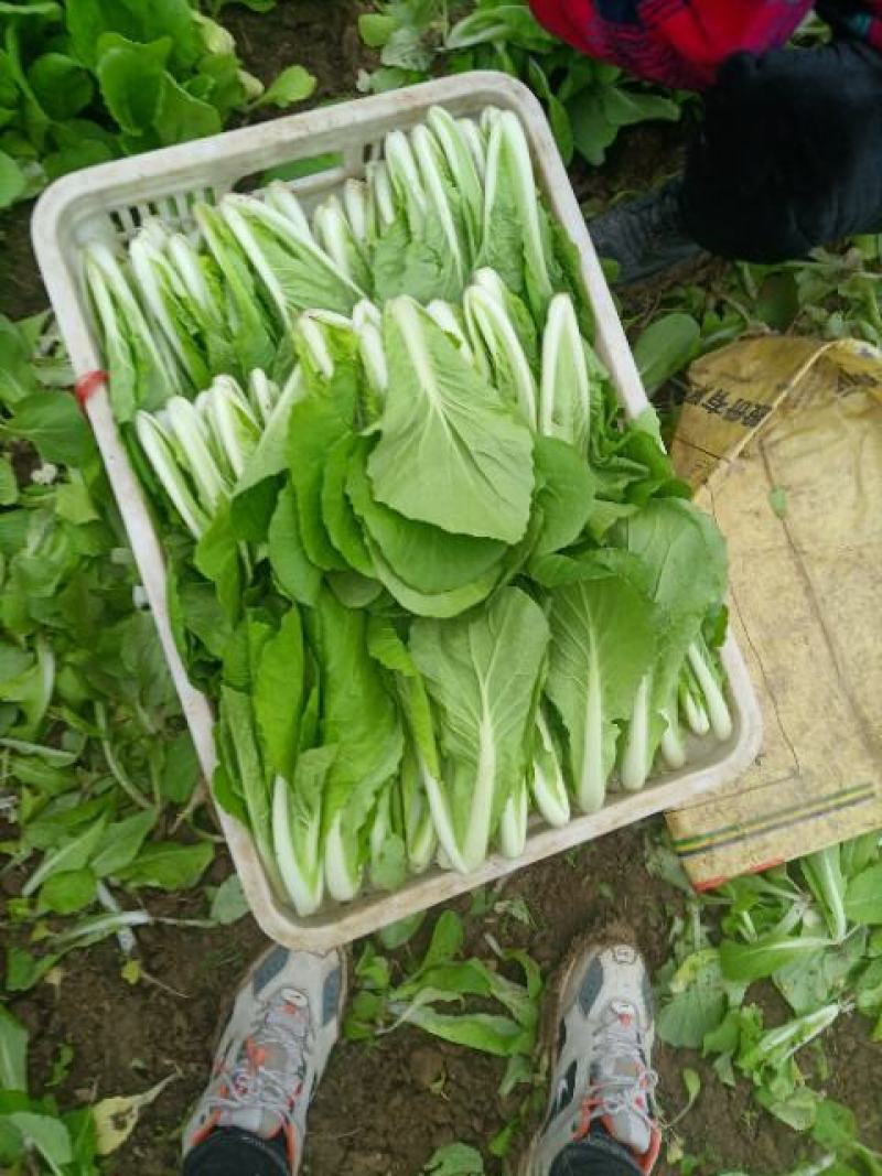 山东油菜精品上海青大量上市产地直发量大从优，规格齐全