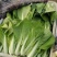 山东油菜精品上海青大量上市产地直发量大从优，规格齐全