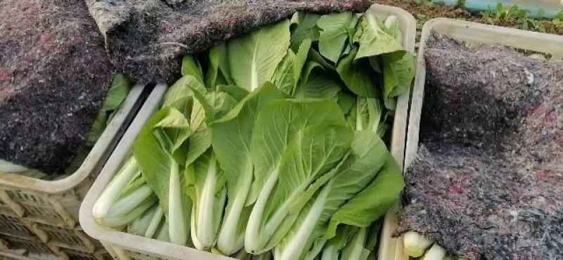 山东油菜精品上海青大量上市产地直发量大从优，规格齐全