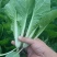 山东油菜精品上海青大量上市产地直发量大从优，规格齐全