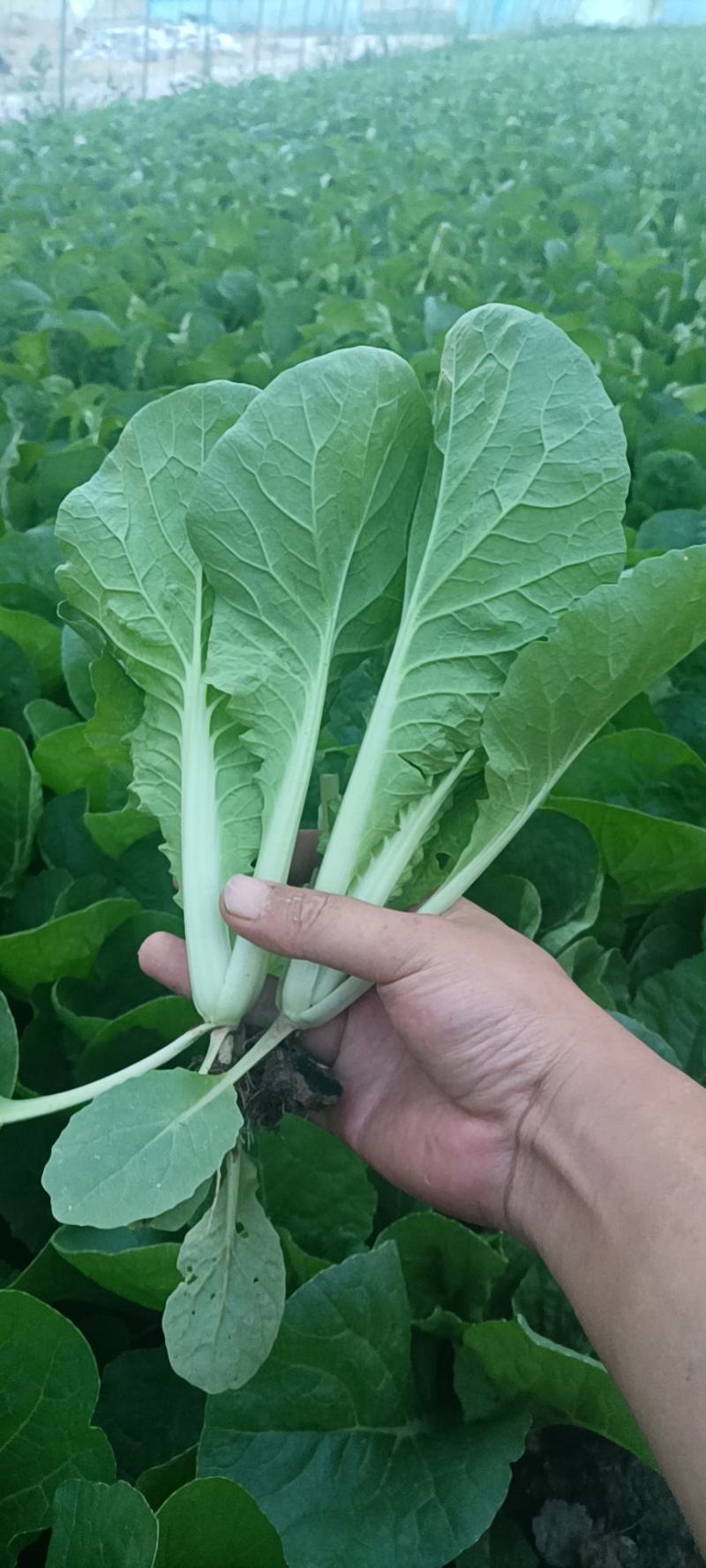 山东油菜精品上海青大量上市产地直发量大从优，规格齐全