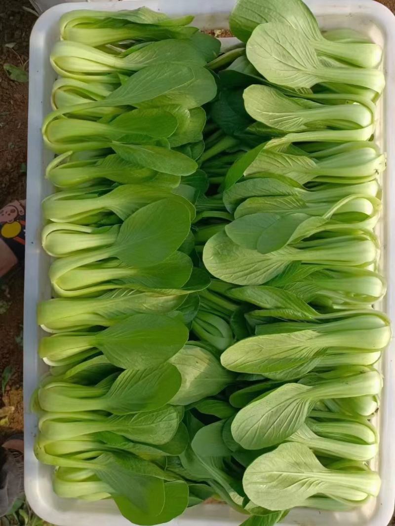 山东油菜精品上海青大量上市产地直发量大从优，规格齐全