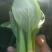 山东油菜精品上海青大量上市产地直发量大从优，规格齐全