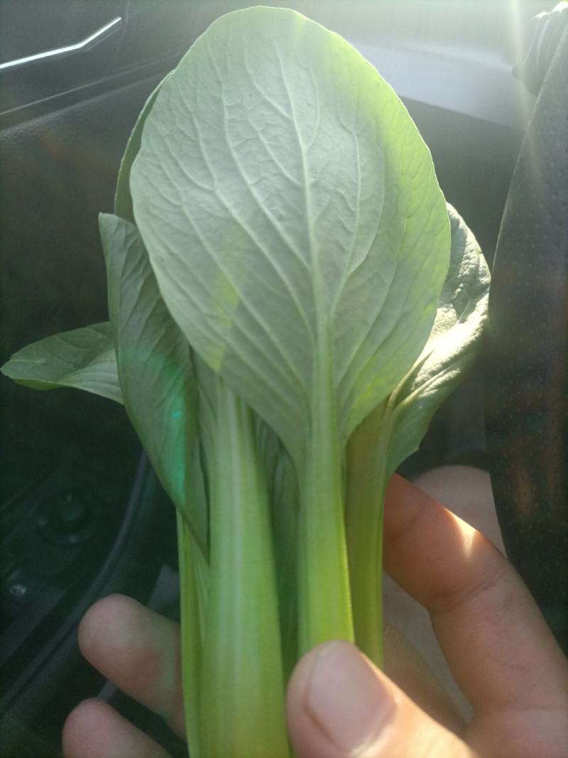 山东油菜精品上海青大量上市产地直发量大从优，规格齐全