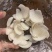 百合碗装80g*50碗