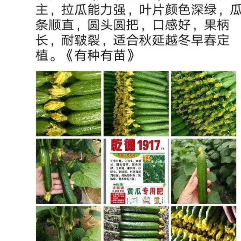 乾德1917小黄瓜苗子，瓜条颜色漂亮耐皲裂秋延越冬早春
