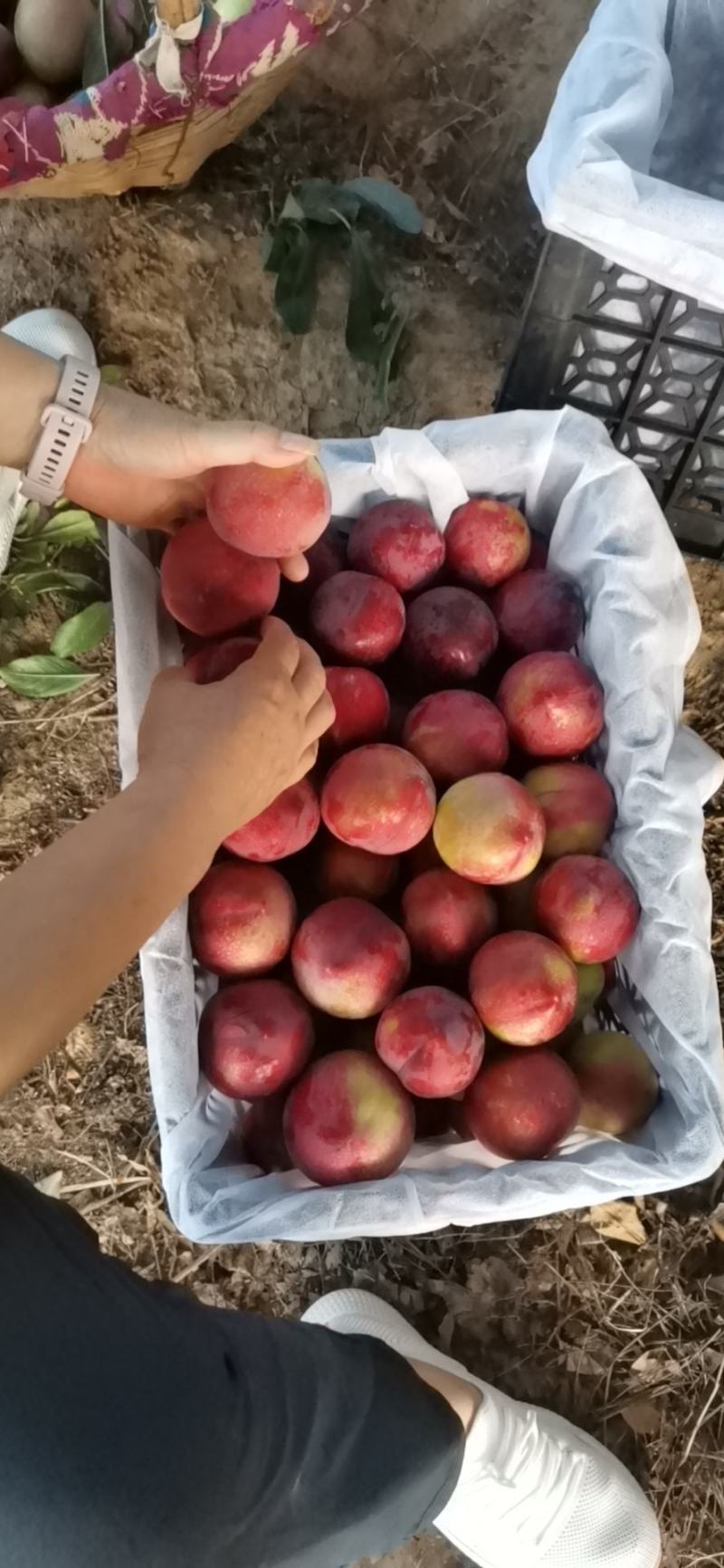 青脆