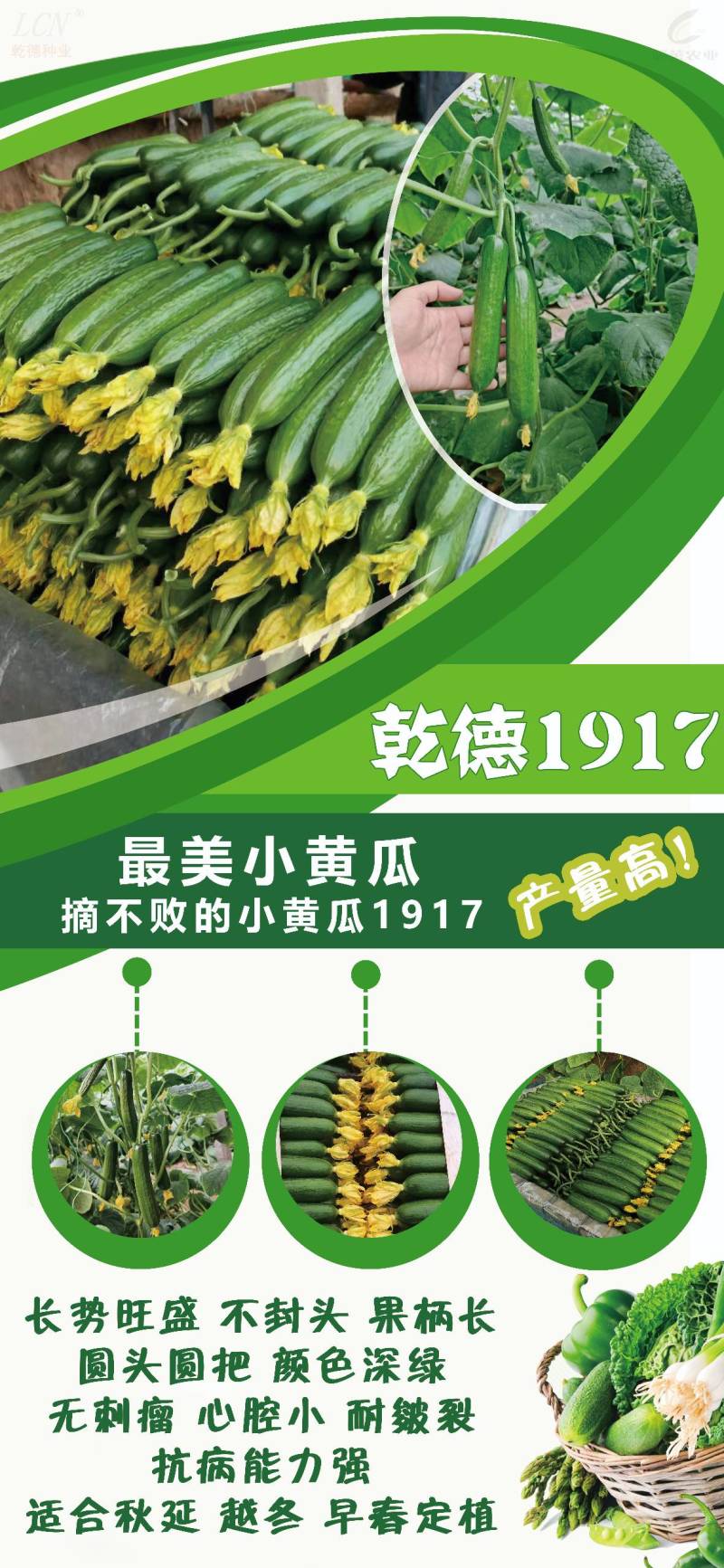 乾德1917小黄瓜苗子，瓜条颜色漂亮耐皲裂秋延越冬早春