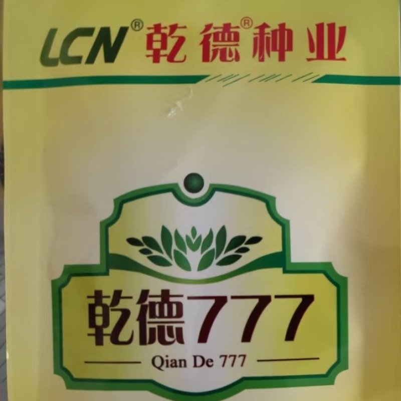 乾德1917小黄瓜苗子，瓜条颜色漂亮耐皲裂秋延越冬早春